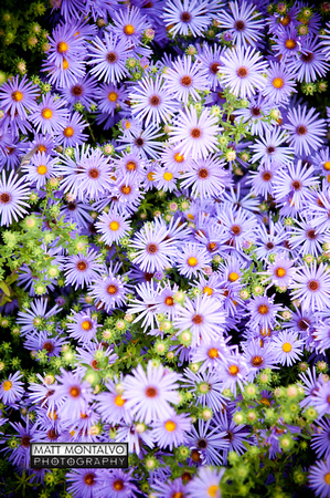 purplue flowers-101
